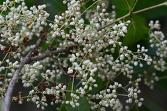 Olea dioica